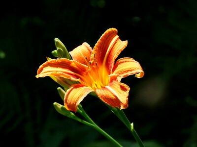 Brown red daylily web wardens daylily daylily photo