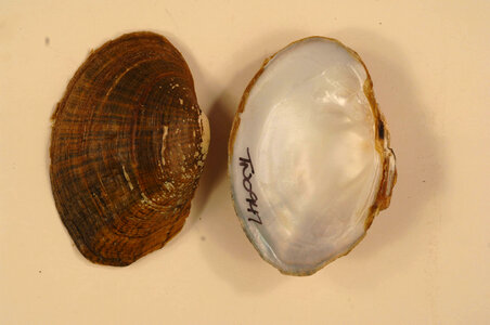 Epioblasma ahlstedti-1