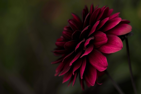 Beautiful Photo bloom blossom