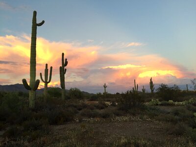 Cacti cactus clouds
