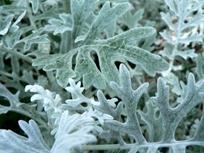 Leaves silver 