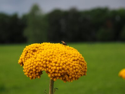 Blossom bloom fly photo