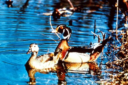 Couple ducks lake