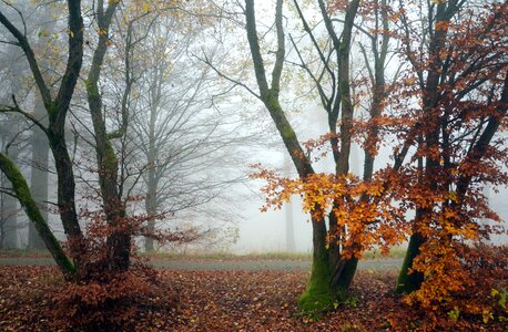 Autumn fog forest photo