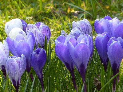 Violet blue bloom photo