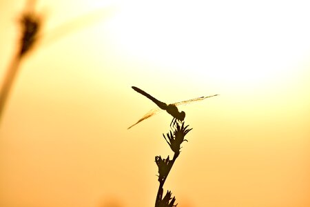 Dragonfly lacewing shadow