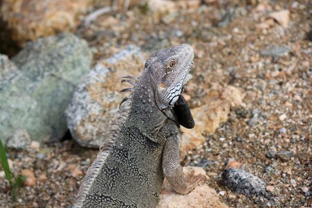 Abc islands island caribbean photo