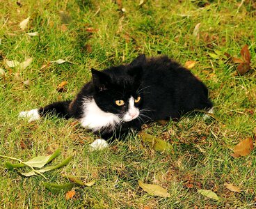 Domestic cat felidae black and white