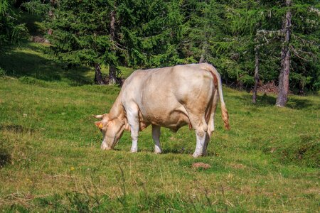 Cows pasture milk cow photo