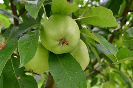 Agriculture apples delicious