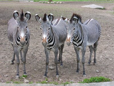 Stripes animals black and white