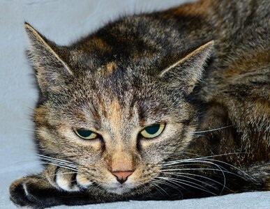 Domestic cat pet close up photo