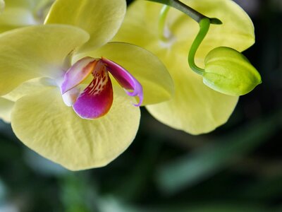 Beautiful Flowers exotic flower garden