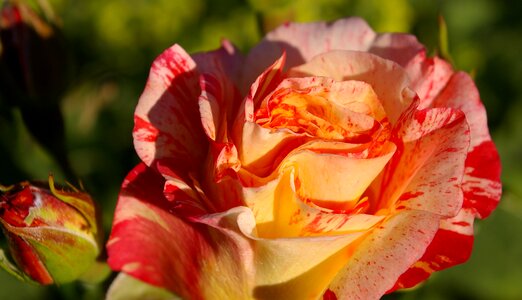 Color change floribunda garden photo