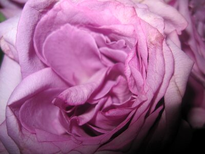 Floral decorations petal