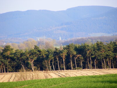 Small forest in front of the harz mountains photo