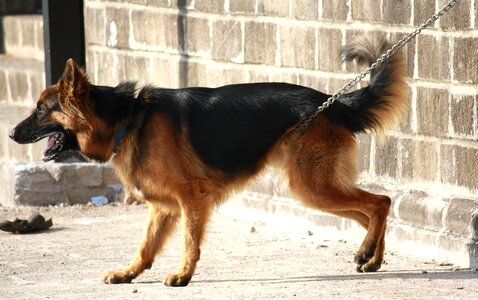 Animal black canine photo