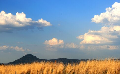 Grass ochre landscape