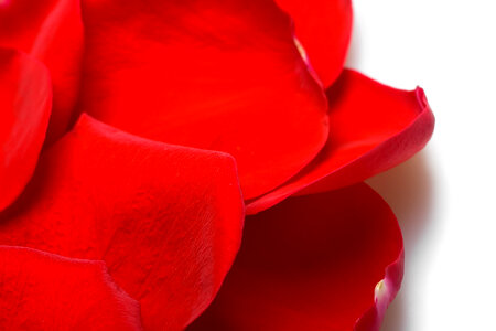 rose petals photo