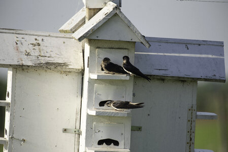 Two Birds on the Birdhouse