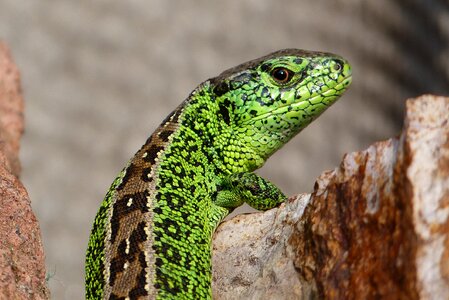 Nature reptile green