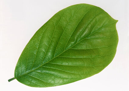 Single isolated leaf on a white photo