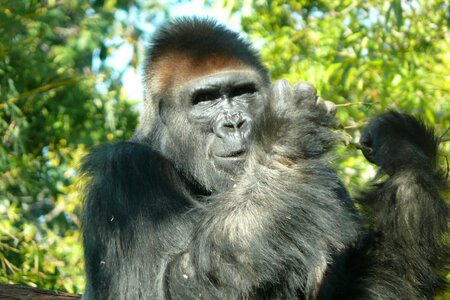 Gorilla monkey monkeys