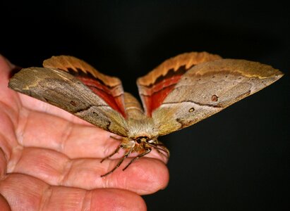 Brown wing hand