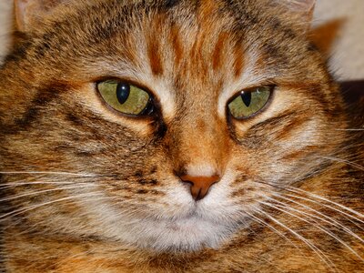 Pet cat face cat's eyes