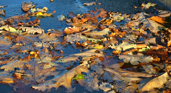 Golden autumn fall foliage fall color photo