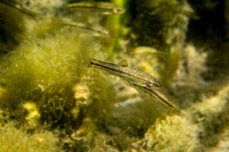 Ash Meadows Speckled Dace-1
