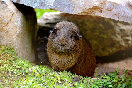 Life gray agouti black buff-agouti