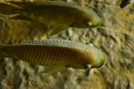 Cichlid fish auqarium photo