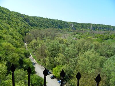 Green Trees Landscape