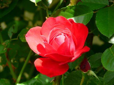 Light red bright colorful