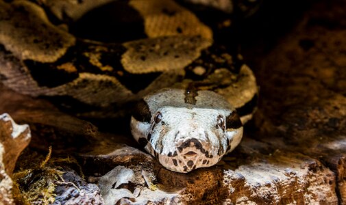 Anaconda constrictor jungle photo