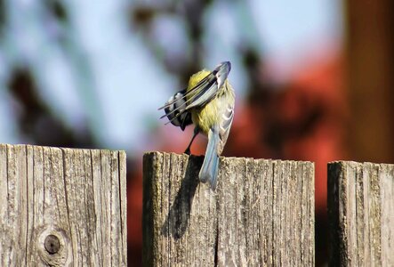 Animal avian beak photo