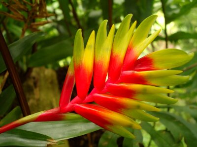 Flower red exotic