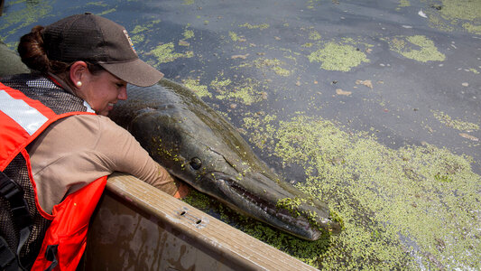 Alligator gar-1 photo