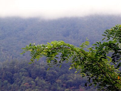 Landscape green nature