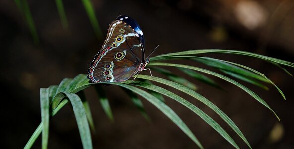 Butterflies insect nature photo