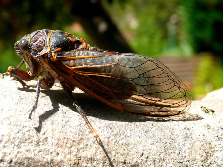Cicada insects nature