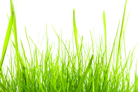 Green Grass photo