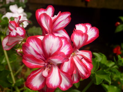 Unique Red White Flowers photo