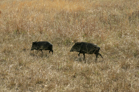 Feral piglets at Aransas National Wildlife Refuge photo