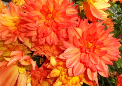 Autumn color colorful