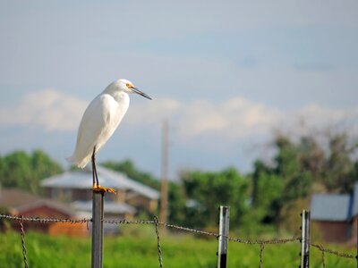 Barbed Wire bird egret photo