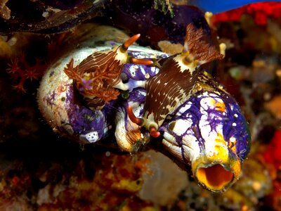 Maritime sea life animal
