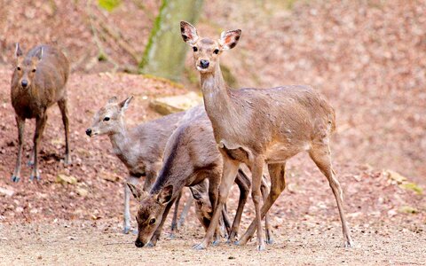 Herd of white-tailed deer in field photo