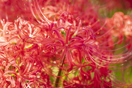 12 Lycoris radiata